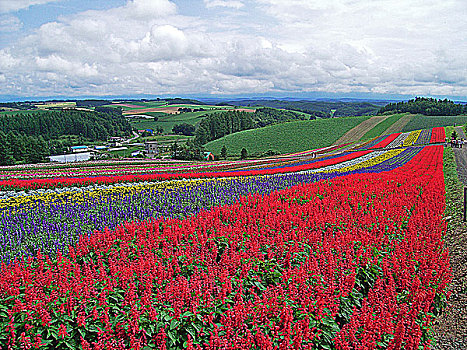 日本北海道富良野富田农场花田风光