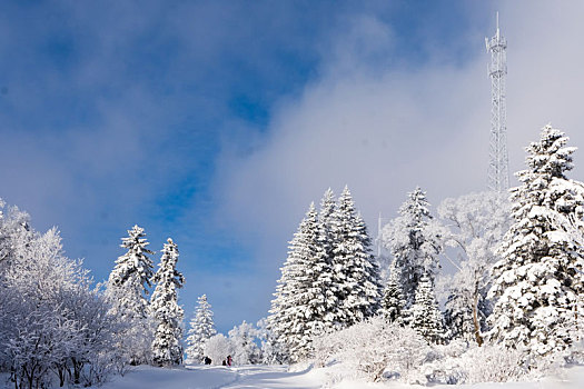 雪色世界