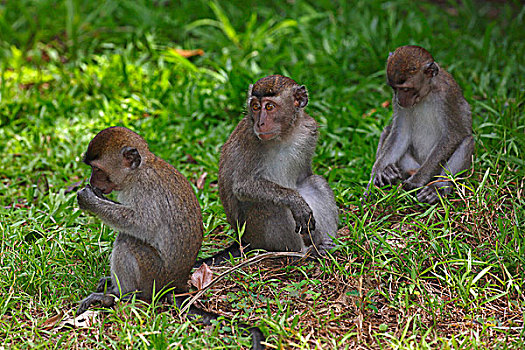 短尾猿,幼兽,草,巴戈国家公园,沙捞越,婆罗洲,马来西亚,亚洲