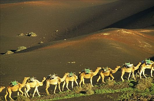 西班牙,加纳利群岛,兰索罗特岛,蒂玛法雅国家公园,骆驼