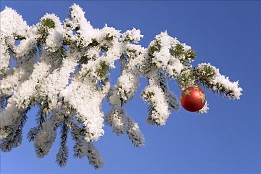 圣诞装饰,雪,针叶树