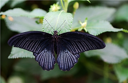 黑色,蝴蝶