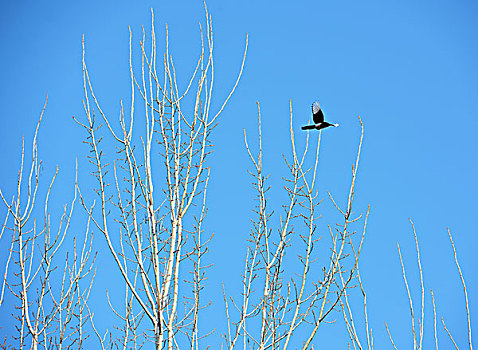 飞鸟,喜鹊,树枝,蓝天,嫩芽,春天