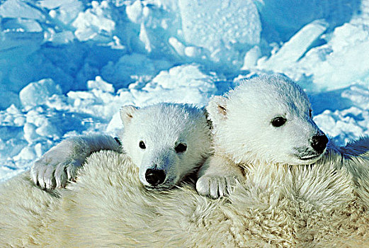老,北极熊,幼兽,休息,母兽
