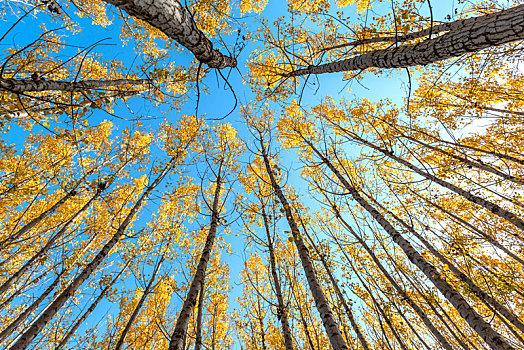 秋日蓝天下金黄的杨树林
