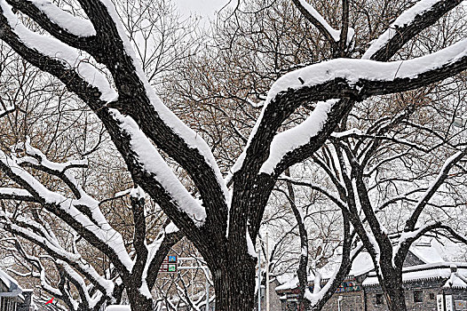冬天里的雪树