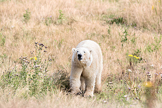 北极熊,夏天,地点