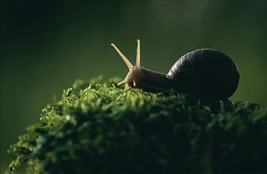 蜗牛,草地
