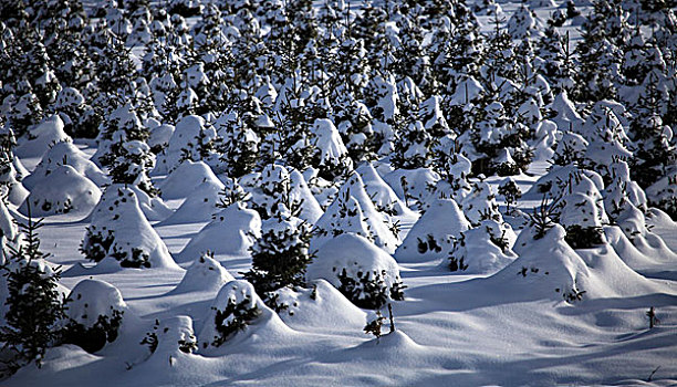 秋景冬雪