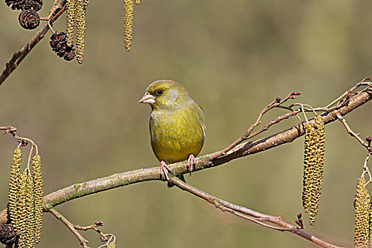 金翅雀,成年,栖息,桤木,沃里克郡,英格兰,英国,欧洲