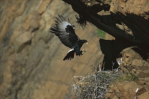 黑鹰,细枝,鸟窝,南非