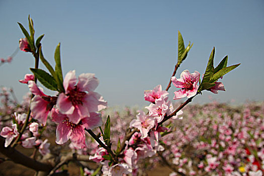 桃花