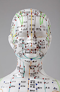 针灸,模型,标示,中国,经脉,特写,头部,中医,能量