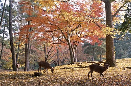 奈良,公园,鹿,秋叶,本州,日本