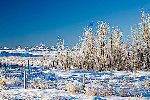 霜冻,树,雪地,艾伯塔省,加拿大