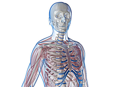 骨骼,透明,肌肉