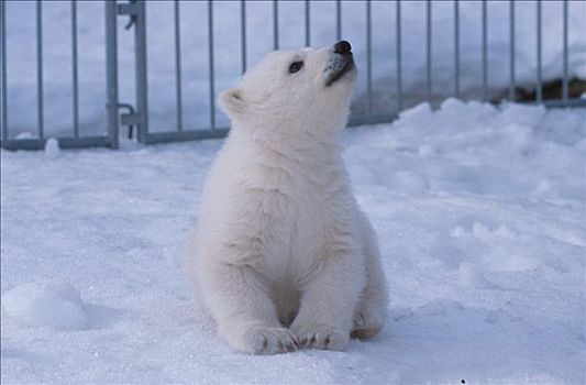 雌性,北极熊,幼兽,阿拉斯加,动物园