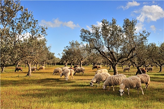 绵羊,橄榄树,地点