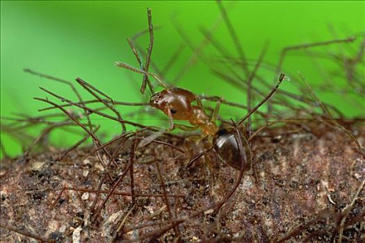 蚂蚁,多毛,表面,植物,不可能,错误,物种,走,喀麦隆