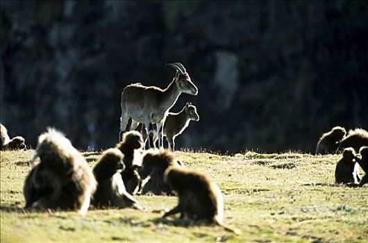 野山羊,雌性,年轻,逆光,正面,濒临灭绝,物种,山,国家公园,埃塞俄比亚