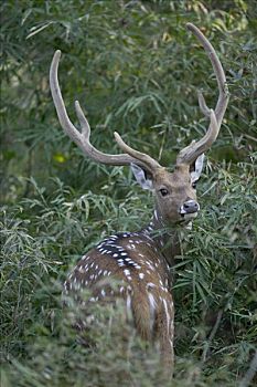 轴,鹿,花鹿,雄性,班德哈维夫国家公园,印度
