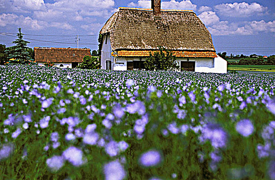 法国,房子,土地,蓝花
