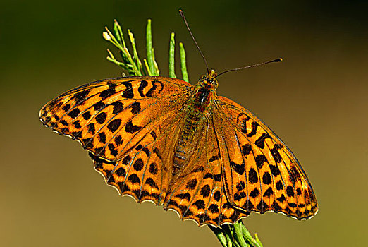 豹纹蝶,蝴蝶,马尔康杜国家公园,普罗旺斯,法国