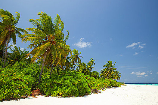 岛屿,南,环礁,马尔代夫