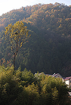 山中竹林村庄