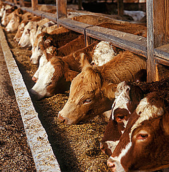 牲畜,菜牛,进食,玉米,牛肉,饲育场,安大略省,加拿大