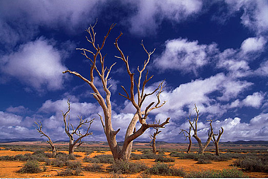 枯木,澳洲南部,澳大利亚