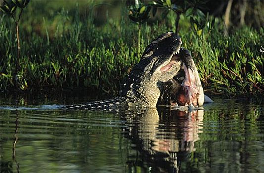 美国短吻鳄,两个,成年人,争斗,上方,捕食,佛罗里达