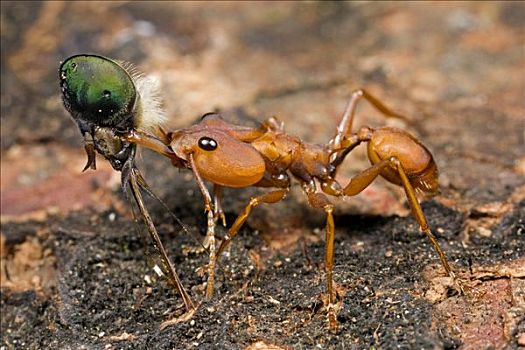 蚂蚁,头部,捕食,圭亚那