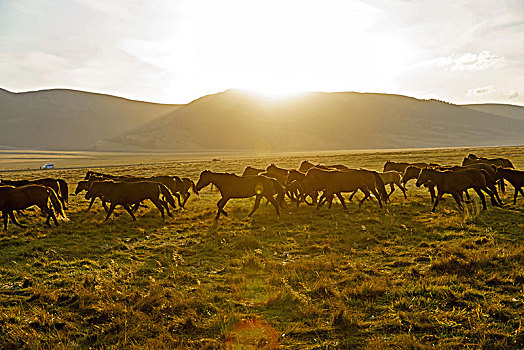 夕阳下的马群