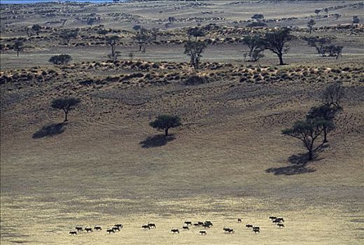 长角羚羊,牧群,小路,自然保护区,纳米布沙漠,纳米比亚,非洲