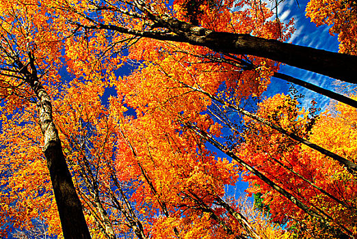 秋天,枫树,发光,阳光,蓝天背景