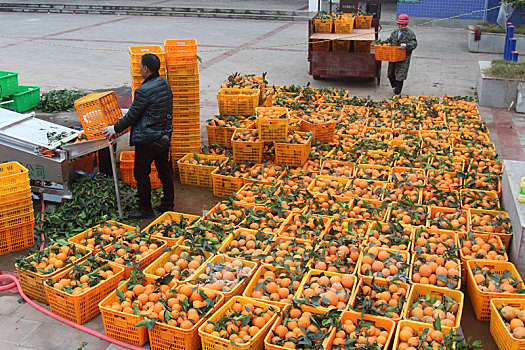 重庆市云阳县外郎乡的柑橘种植丰收