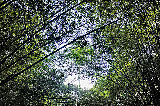 雨林,巴西