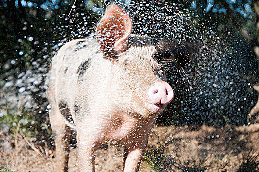 猪,水