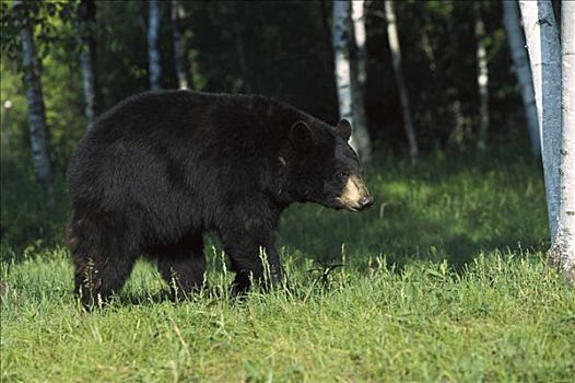黑熊,美洲黑熊,母熊,走,桦树,贝图拉州立公园,树林,北美