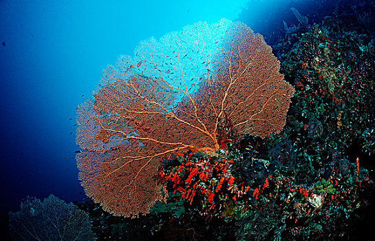 珊瑚礁,海扇,科莫多国家公园,印度洋,印度尼西亚