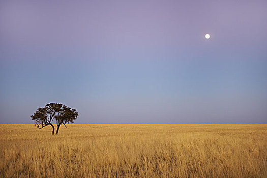 满月,上方,草原,纳米比诺克陆夫国家公园,纳米比亚