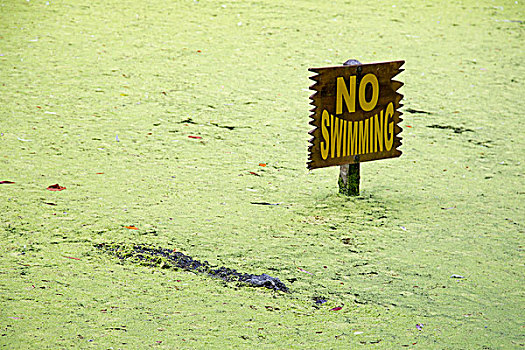 鳄鱼,泻湖,靠近,禁止游泳,标识,春天,野生动物,州立公园,佛罗里达,美国