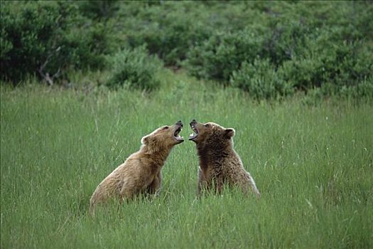 大灰熊,棕熊,两个,熊,打闹,卡特麦国家公园,阿拉斯加