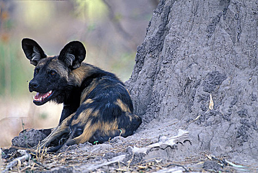博茨瓦纳,莫雷米禁猎区,非洲野狗,非洲野犬属,休息,树林