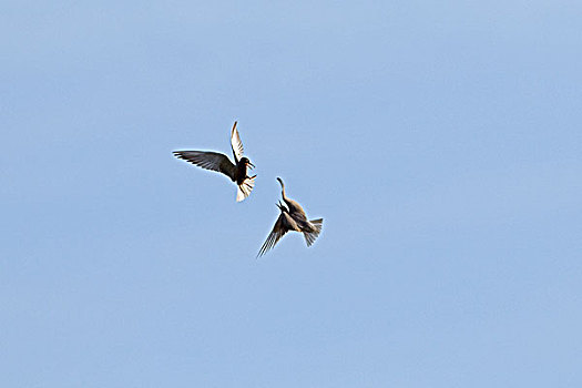 黑燕鸥,黑浮鸥,一对,求爱,飞行,乌得勒支,荷兰