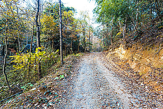 道路,秋天,山