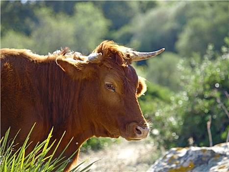 母牛,安达卢西亚,乡村
