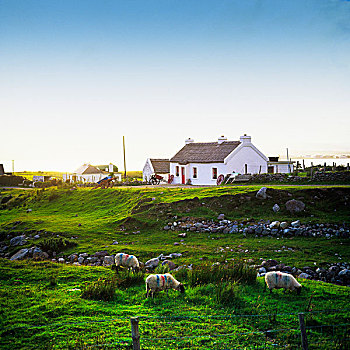绵羊,放牧,屋舍,阿基尔岛,梅奥县,爱尔兰