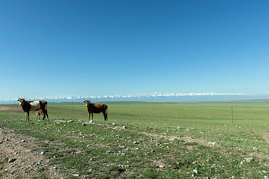新疆和静县巴音布鲁克草原是的奶牛